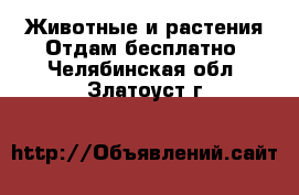 Животные и растения Отдам бесплатно. Челябинская обл.,Златоуст г.